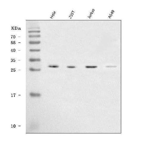 Anti-SAP30 Antibody Picoband® Boster Bio
