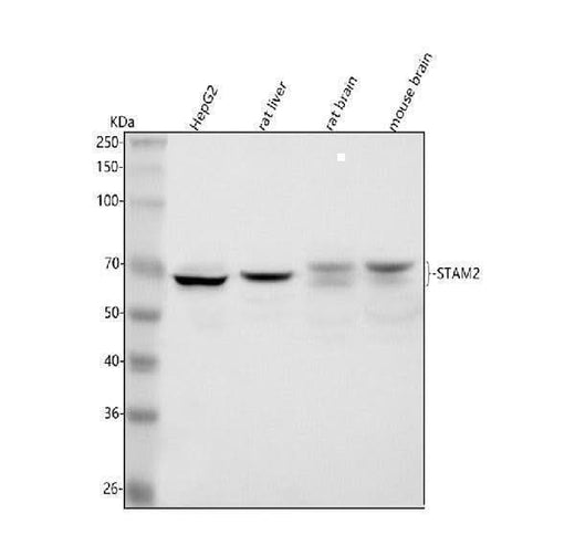 Anti-STAM2 Antibody Picoband® Boster Bio