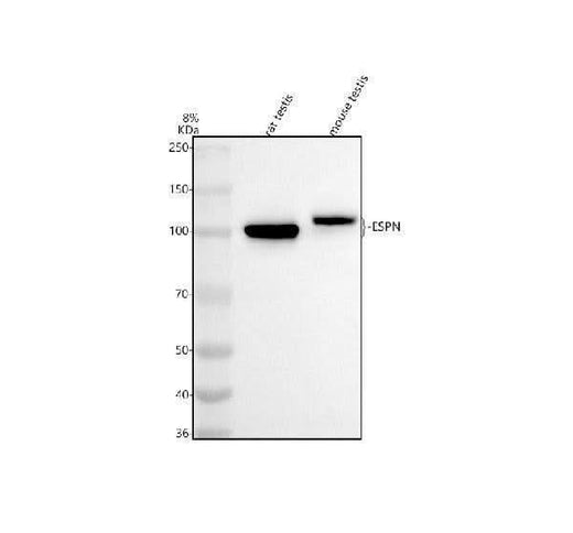 Anti-ESPN Antibody Picoband® Boster Bio