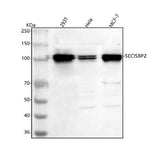 Anti-SECISBP2 Antibody Picoband® Boster Bio