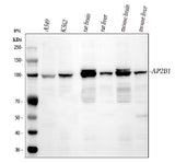 Anti-AP2B1 Antibody Picoband® Boster Bio