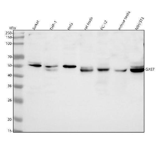 Anti-GAS7 Antibody Picoband® Boster Bio