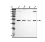 Anti-CLDN14 Antibody Picoband® Boster Bio
