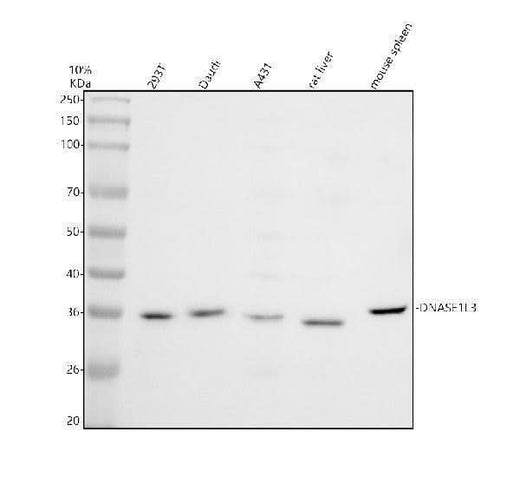 Anti-PYST2/DUSP7 Antibody Picoband® Boster Bio