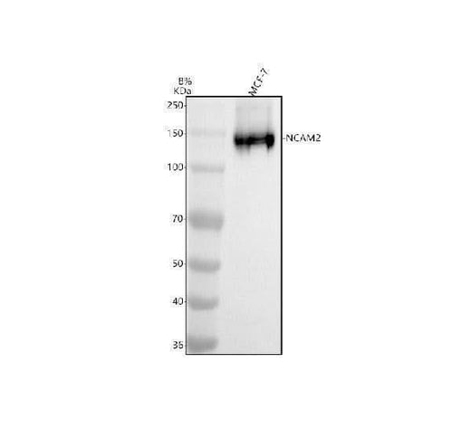 Anti-NCAM2 Antibody Picoband® Boster Bio