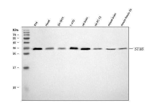 Anti-Syntaxin 6/STX6 Antibody Picoband® Boster Bio