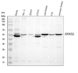 Anti-SPOCK1 Antibody Picoband® Boster Bio