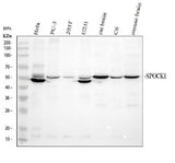 Anti-SPOCK1 Antibody Picoband® Boster Bio