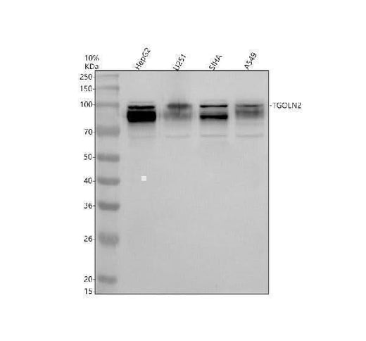 Anti-TGN46/TGOLN2 Antibody Picoband® Boster Bio