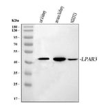 Anti-LPAR3 Antibody Picoband® Boster Bio