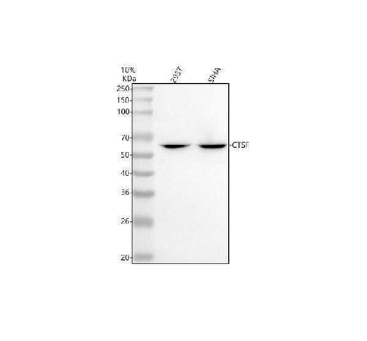 Anti-Cathepsin F/CTSF Antibody Picoband® Boster Bio