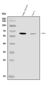 Anti-TBX4 Antibody Picoband® Boster Bio