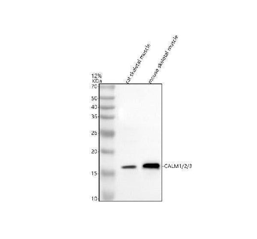 Anti-Calmodulin/CALM 1/2/3 Antibody Picoband® Boster Bio