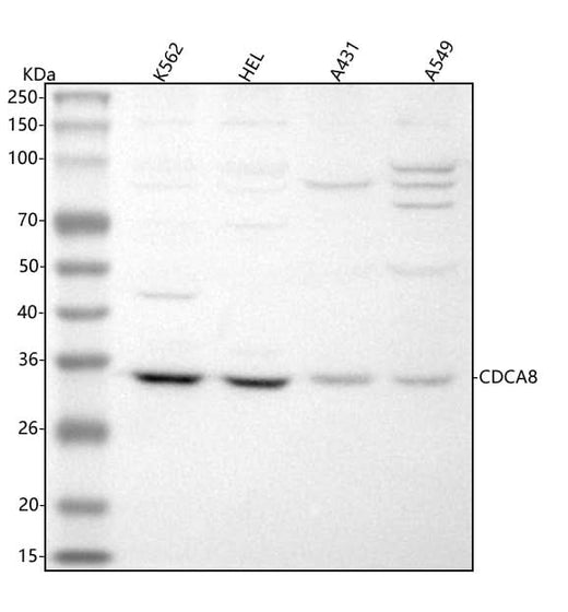 Anti-CDCA8 Antibody Picoband® Boster Bio