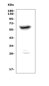Anti-PRAME Picoband® Antibody Boster Bio