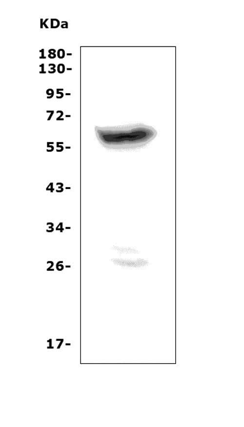 Anti-PRAME Picoband® Antibody Boster Bio