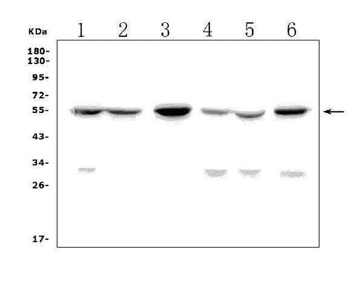 Anti-GP2 Picoband® Antibody Boster Bio
