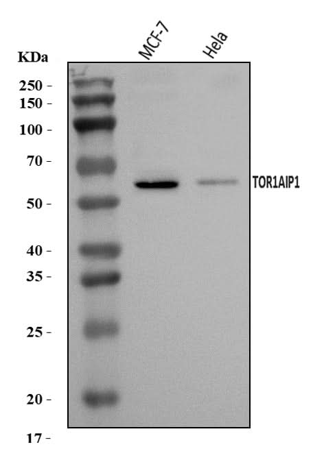 Anti-TOR1AIP1 Antibody Picoband® Boster Bio