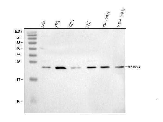 Anti-MSRB3 Antibody Picoband® Boster Bio
