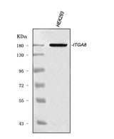 Anti-ITGA8 Antibody Picoband® Boster Bio
