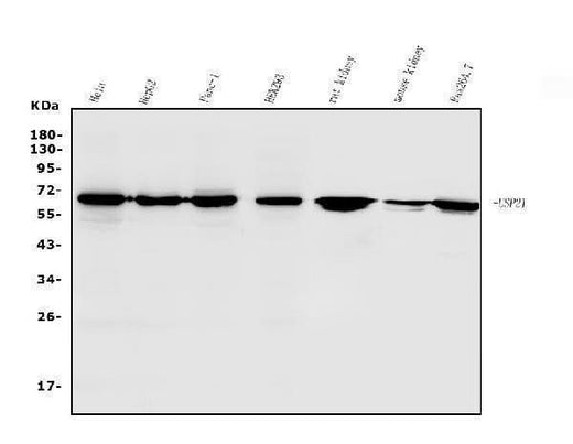 Anti-USP21 Antibody Picoband® Boster Bio