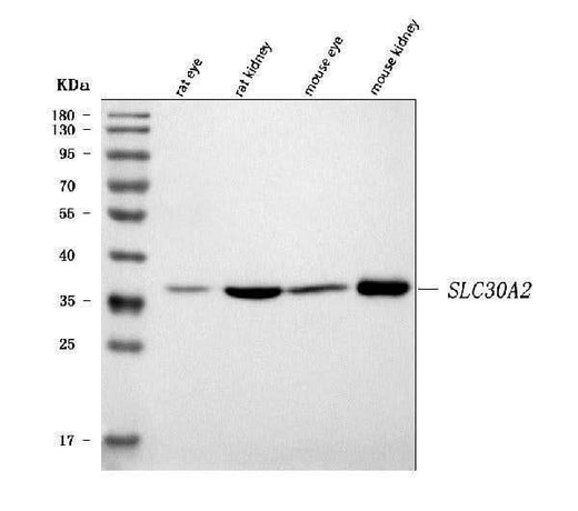 Anti-SLC30A2 Antibody Picoband® Boster Bio