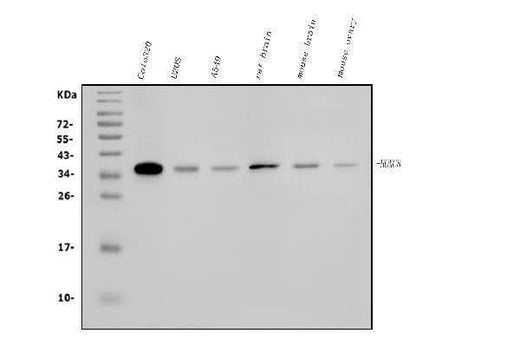 Anti-HOXC8 Antibody Picoband® Boster Bio