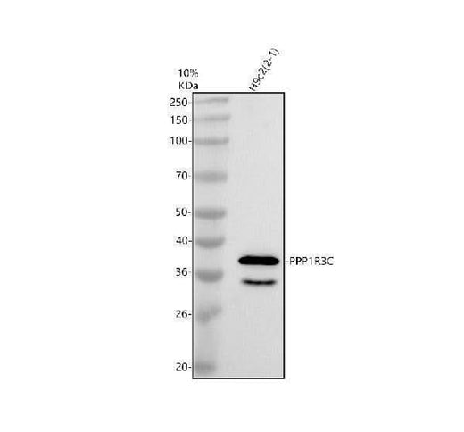 Anti-PPP1R3C Antibody Picoband® Boster Bio