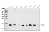 Anti-Profilin 2/PFN2 Antibody Picoband® Boster Bio