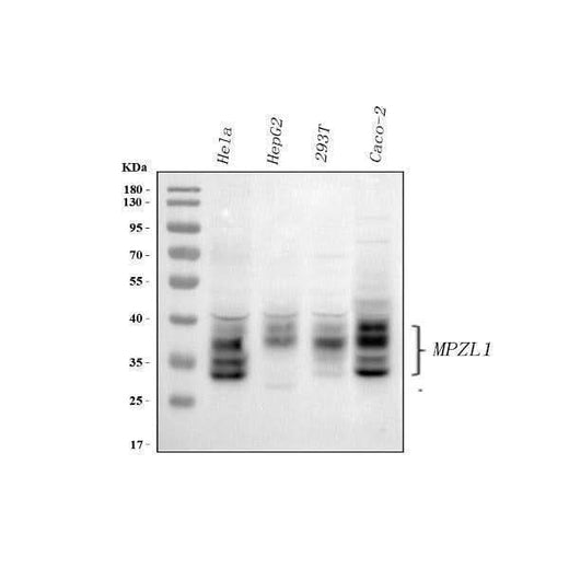 Anti-MPZL1 Antibody Picoband® Boster Bio