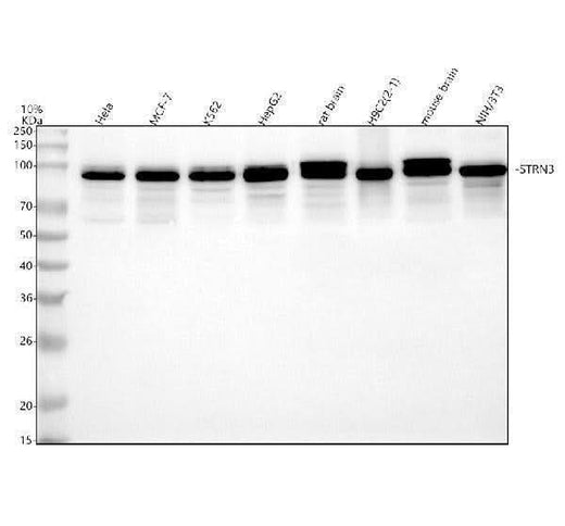 Anti-STRN3 Antibody Picoband® Boster Bio