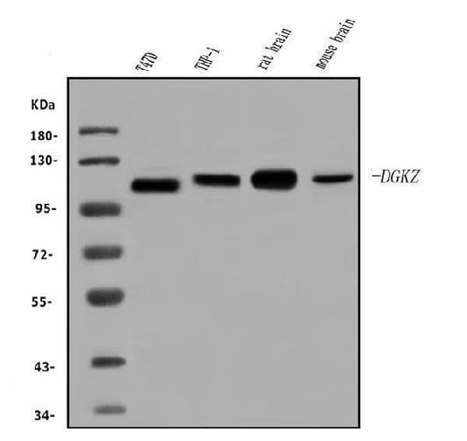 Anti-DGKZ/DGK-zeta Antibody Picoband® Boster Bio