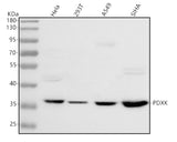 Anti-PDXK Antibody Picoband® Boster Bio