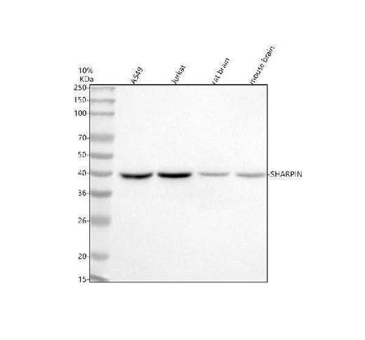 Anti-SHARPIN Antibody Picoband® Boster Bio