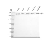 Anti-FYCO1 Antibody Picoband® Boster Bio
