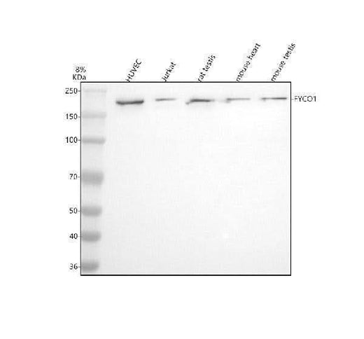 Anti-FYCO1 Antibody Picoband® Boster Bio