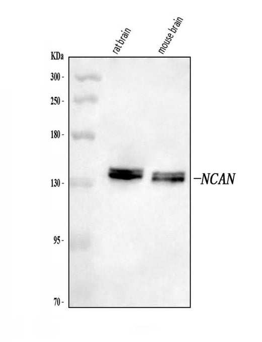 Anti-Neurocan/NCAN Antibody Picoband® Boster Bio