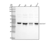 Anti-RAD51AP1 Antibody Picoband® Boster Bio