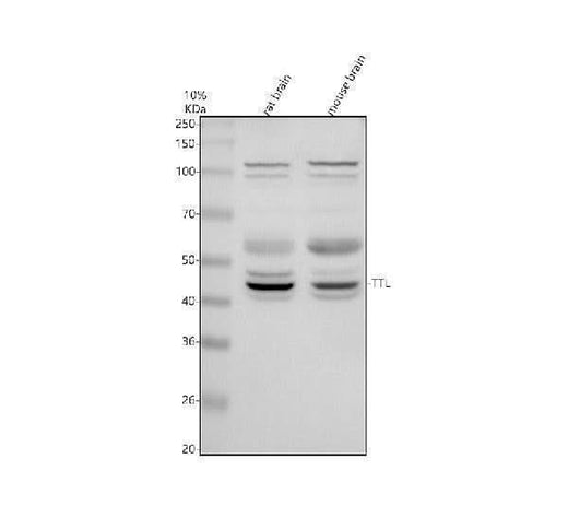 Anti-TTL Antibody Picoband® Boster Bio