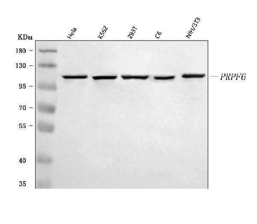 Anti-PRPF6 Antibody Picoband® Boster Bio