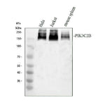 Anti-PIK3C2B Antibody Picoband® Boster Bio