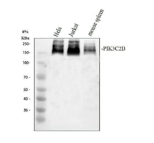 Anti-PIK3C2B Antibody Picoband® Boster Bio