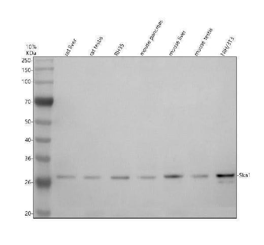 Anti-C18orf24/SKA1 Antibody Picoband® Boster Bio