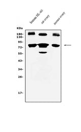 Anti-PRDM5 Antibody Picoband® Boster Bio