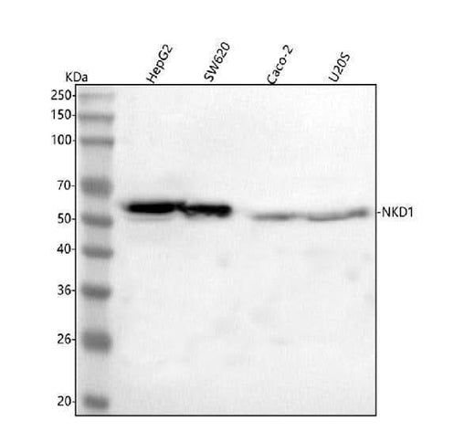 Anti-NKD1 Antibody Picoband® Boster Bio