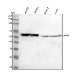 Anti-NKD1 Antibody Picoband® Boster Bio