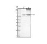 Anti-OATP14/SLCO1C1 Antibody Picoband® Boster Bio