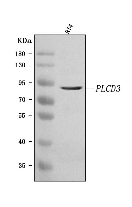 Anti-PLCD3 Antibody Picoband® Boster Bio
