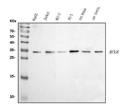 Anti-RPL8 Antibody Picoband® Boster Bio