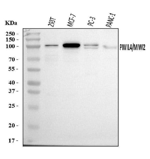 Anti-PIWIL4/PIWI Antibody Picoband® Boster Bio